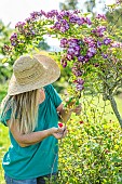 Woman cutting back the dying branches of a stemmed weeping rose (rose Veichenblau), in spring.