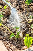 Watering young zucchini plants with a sprinkler head in June.