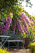 Bougainvillea Violet de Mèze in bloom, (semi-hardy) and garden bench in France, in August.