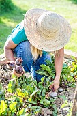 Woman harvesting beet in a small vegetable garden in early summer.