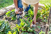 Woman harvesting beet in a small vegetable garden in early summer.