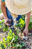 Woman harvesting beet in a small vegetable garden in early summer.