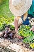 Woman harvesting Rougette de Montpellier lettuce in a small vegetable garden.