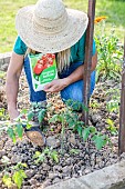 Woman applying organic fertilizer to tomato plants.