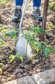 Watering tomato plants in early summer.