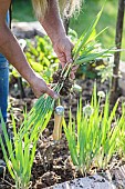 Division and transplanting of chives in late summer.