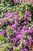 Bougainvillea Violet de Mèze in bloom, semi-hardy, trellised against a south-facing wall and grown in the ground. Tarn et Garonne, France.