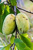 Pawpaw fruit on the tree, just ripe in September. Tarn et Garonne, France.