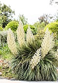 Small-flowered Mexican Mexican Bear Grass (Nolina parviflora) in bloom in the Cotentin region, Manche, France, in June. A multi-headed species, highly resistant to cold and drought.