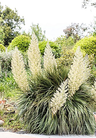 Smallflowered_Mexican_Mexican_Bear_Grass_Nolina_parviflora_in_bloom_in_the_Cotentin_region_Manche_Fr