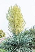 Nelsons Noline (Nolina nelsonii) in bloom. Hardy xerophytic plant superficially resembling a Yucca but with a different flowering habit, grown in Tarn et Garonne, France.