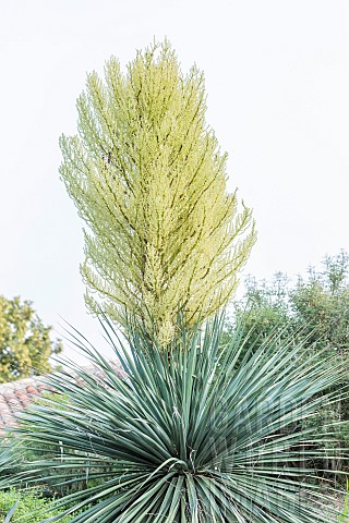 Nelsons_Noline_Nolina_nelsonii_in_bloom_Hardy_xerophytic_plant_superficially_resembling_a_Yucca_but_