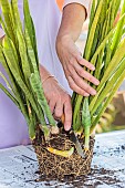 Woman dividing a clump of Sansevieria: steps in dividing a Sansevieria trifasciata, or Vipers Bowstring Hemp, indoors.