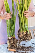 Woman dividing a clump of Sansevieria: steps in dividing a Sansevieria trifasciata, or Vipers Bowstring Hemp, indoors.