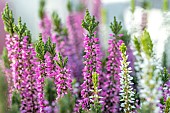 Heather (Calluna sp.) pink an white mixed