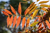 Chinese pistache (Pistacia chinensis) leaves in autumn