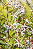 Bowmans root, Gillenia trifoliata, flowers