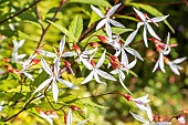 Bowmans root, Gillenia trifoliata, flowers