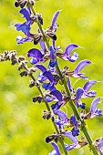 Transylvanian Sage, Salvia transylvanica Blue Spires, flowers