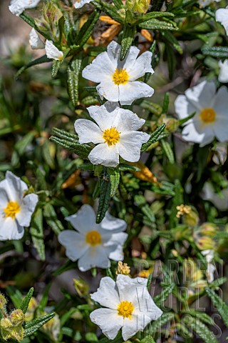 Montpellier_Cistus_Cistus_monspeliensis_BouchesduRhone_France