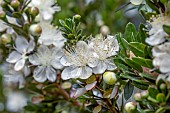 Tarentum Myrtle (Myrtus communis subsp. tarentina)