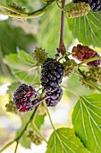 Common Mulberry (Morus alba) fruits
