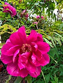 Fuchsia pink peony in bloom and foliage, in the shade of the garden