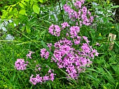 Dames Rocket seed (Hesperis matronalis) flowers
