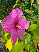 Marsh Rosemallow (Hibiscus moscheutos) flower