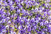 Serbian bellflower, Campanula porscharskyana Hisch Blue, flowers