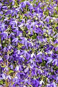 Serbian bellflower, Campanula porscharskyana Hisch Blue, flowers
