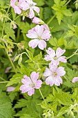 Oxford Geranium, Geranium oxonianum Hollywood, flowers