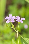 Dusky Cranesbill Langthorns Blue, Geranium phaeum Langthorns Blue, flowers