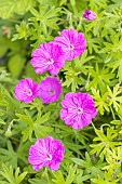 Bloody geranium Nanum, Geranium sanguineum Nanum, flowers