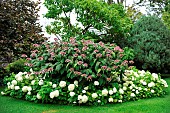Hydrangea grove in bloom