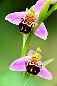 Bee orchid (Ophrys apifera), flowers