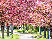 Alley of Japanese Cherry trees (Prunus serrulata), blooming in spring, Le Rheu, Ille et Vilaine, Brittany, France