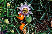 Blue passion flower (Passiflora caerulea), in bloom in a garden, Rennes, Bretagne, France