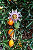 Blue passion flower (Passiflora caerulea), in bloom in a garden, Rennes, Bretagne, France