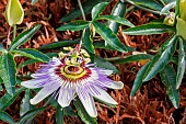 Blue passion flower (Passiflora caerulea), in bloom in a garden, Rennes, Bretagne, France