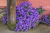 Wall bellflower (Campanula portenschlagiana) growing between wall and sidewalk, Cotes-dArmor, France
