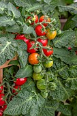 Cherry tomatoes Pick & Joy