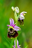 Late spider orchid (Ophrys fuciflora) flowers, limestone lawn, Lorry-Mardigny, Lorraine, France