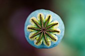 Sleepy poppy (Papaver somniferum) capsule, Jean-Marie Pelt Botanical Garden, Nancy, Lorraine, France