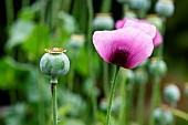 Sleepy poppy (Papaver somniferum) capsule and flower, Jean-Marie Pelt Botanical Garden, Nancy, Lorraine, France