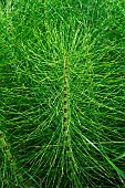 Giant horsetail (Equisetum telmateia), Custines, Lorraine, France
