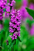 Cotton bee (Anthidium manicatum) in flight on flowers of Betony (Stachys officinalis), Jardin botanique Jean-Marie Pelt, Nancy-54, Lorraine, France