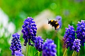 Early bumblebee (Bombus pratorum) in flight on flowering muscari in spring, garden, France