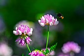 Red-tailed bumblebee (Bombus (Melanobombus) lapidarius) in flight on Purple crown-vetch flower, limestone coast, Lorry-Mardigny, Arry, Lorraine, France