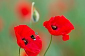 Buff-tailed bumblebee (Bombus terrestris) in flight on poppy flower (Papaver rhoeas), Pixerecourt, Lorraine, France